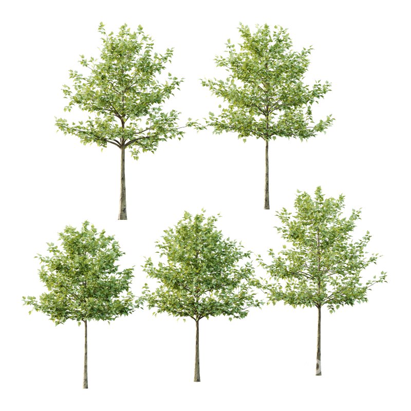 Sycamore Platanus Tree 07 Image 5