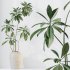 AV Indoor Plants Set 347 Arbequina Olive and Ficus Cyathistipula and Cunjevoi Alocasia and Yucca Palm - Thumbnail 2
