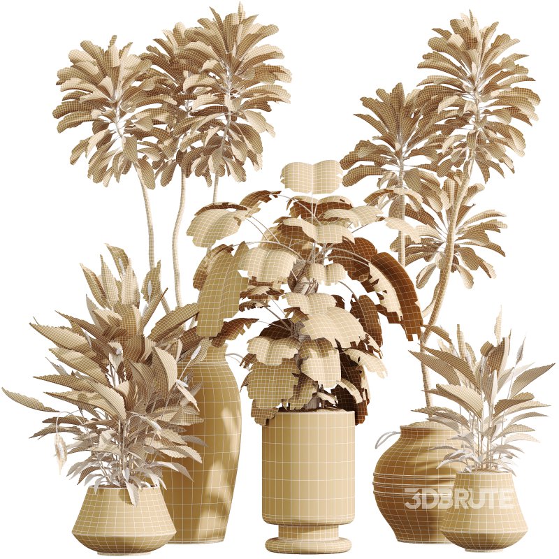 AV Indoor Plants Set 329 Euphorbia Drupifera and Spathiphyllum Lily and Monstera Deliciosa Image 7