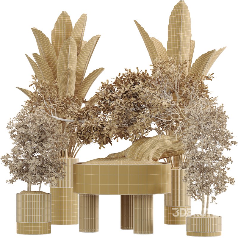 AV Indoor Plants Set 360 Olive and Banana Nicolai and Ficus Bonsai Ginseng Image 8