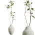 AV Indoor Plants Set 321 Japandi Decorative Minimalism Ficus Dracaena Marginata - Thumbnail 3