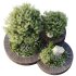AV OutdoorPlant Landscape Alpine Hill Architectural Design Garden Greenery03 - Thumbnail 2