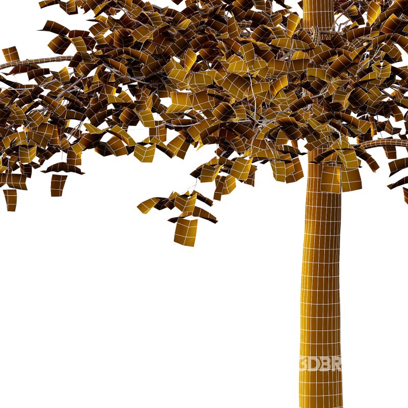 Sycamore Platanus Tree 04 Image 3