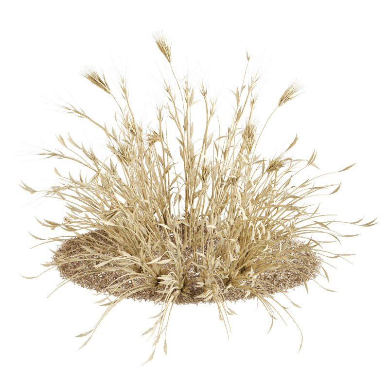 Dry Wheat Grass Clump Image 4