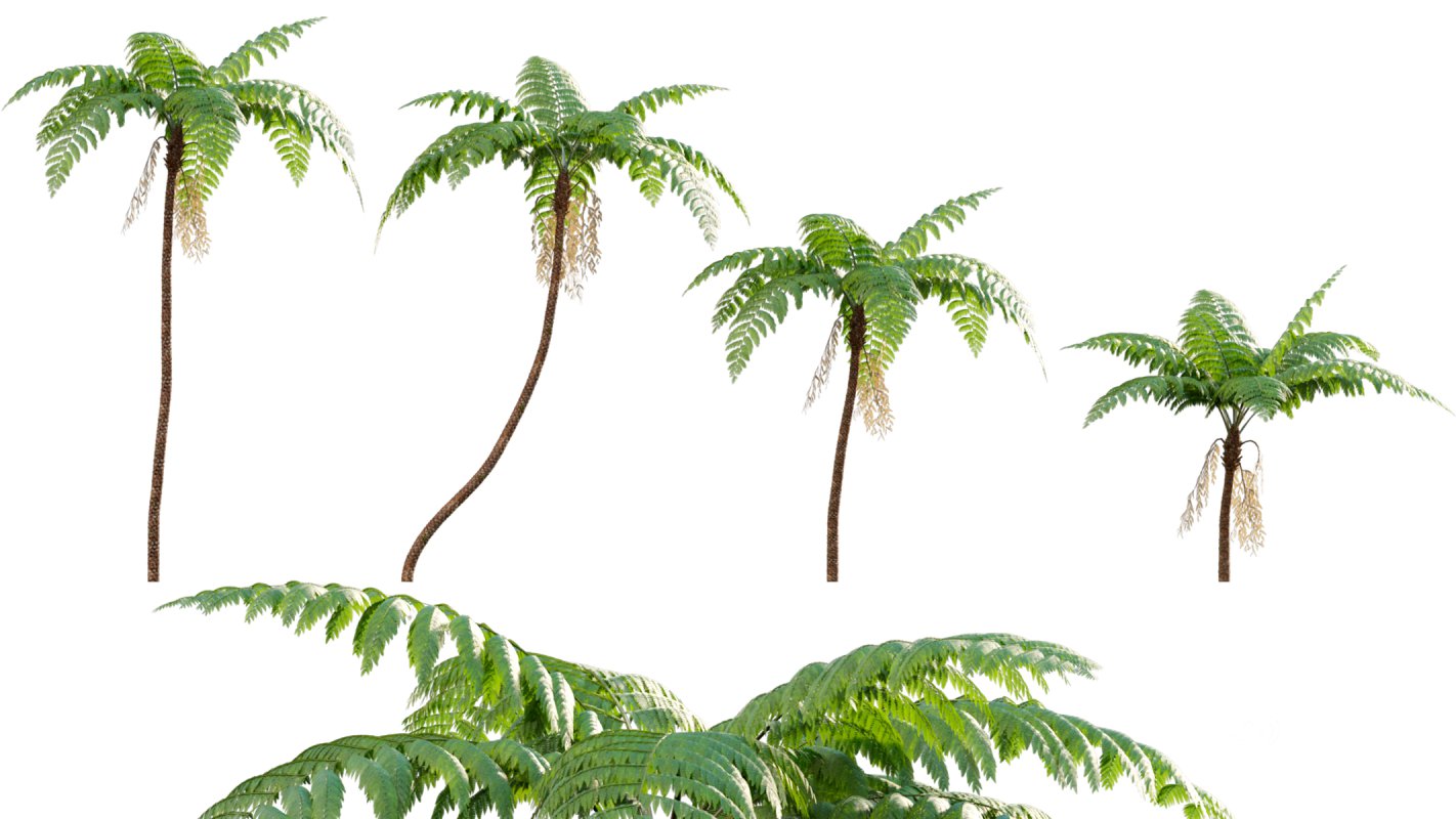 Collection 09 – Fern Garden Image 22