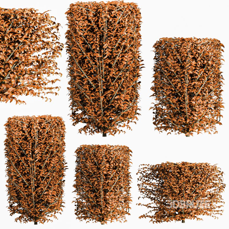 Autumn Bush Plants Set Image 1