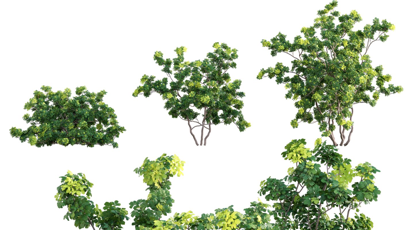 Collection 17 – Chinese garden Image 8