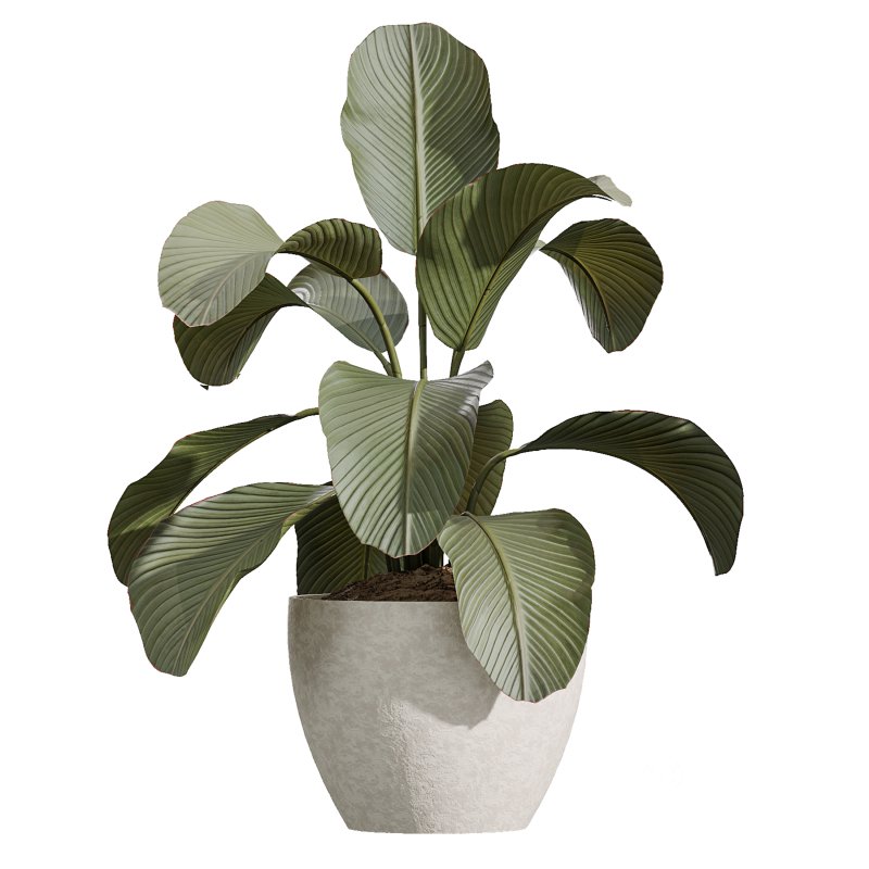 AV Indoor Plants Set 367 Japandi Decorative and Zamiifolia and Calathea Lutea and Dracaena Warneckii Image 4
