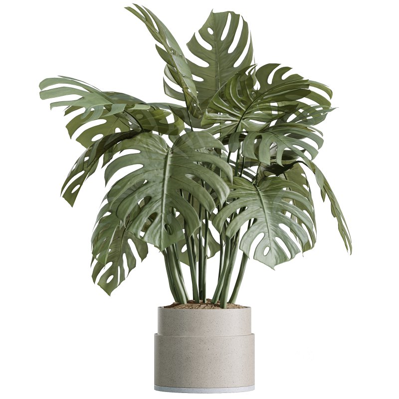 AV Indoor Plants Set 332 Swiss Cheese and Mission Olive and nucifera Coconut Palm Image 3