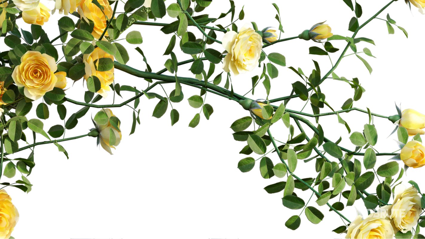 Collection 08 – Rose Garden Image 18