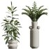 AV Indoor Plants Set 339 Ficus microcarpa and Ficus Cyathistipula and Zamiifolia - Thumbnail 11