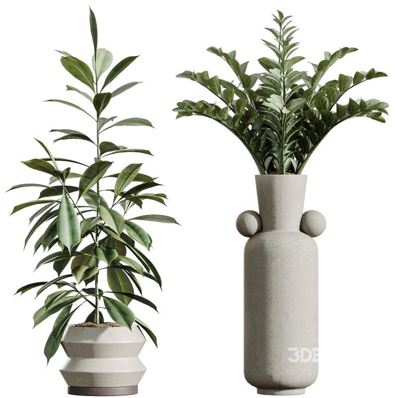 AV Indoor Plants Set 339 Ficus microcarpa and Ficus Cyathistipula and Zamiifolia Image 11