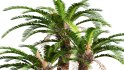 Collection 09 – Fern Garden - Thumbnail 31