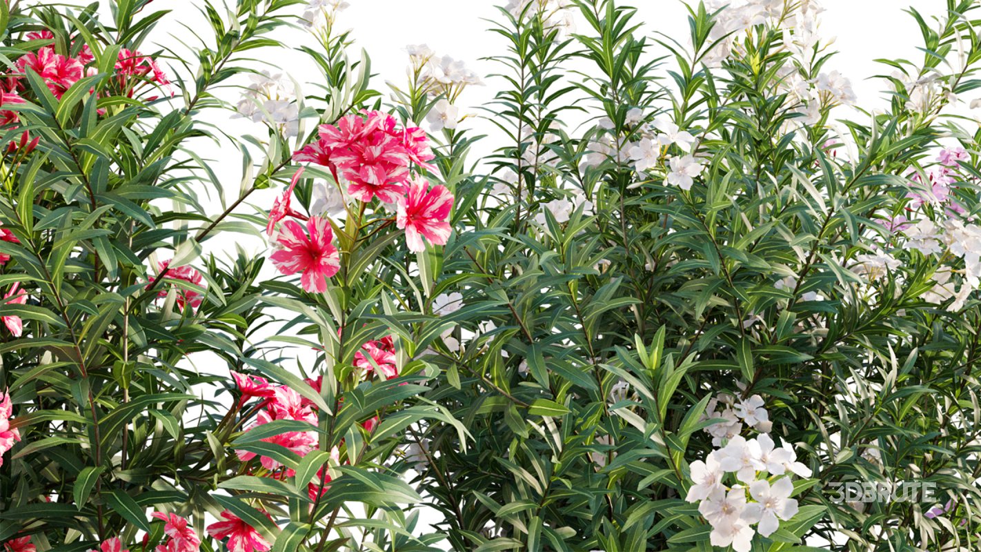 Collection 17 – Chinese garden Image 21