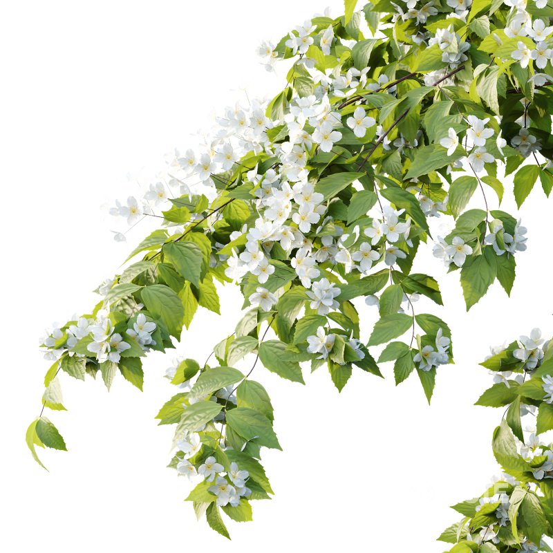 Philadelphia Bush 02 Image 6