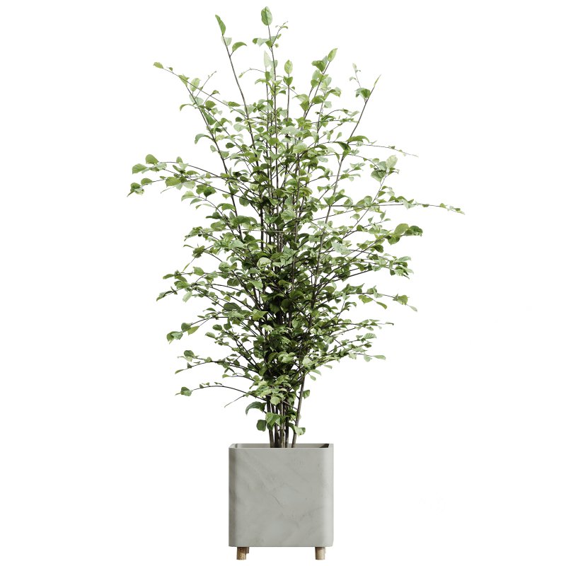 AV Indoor Plants Set 325 Alnus Glutinosa Alder and Mission Olive and Banana Nicolai Image 2