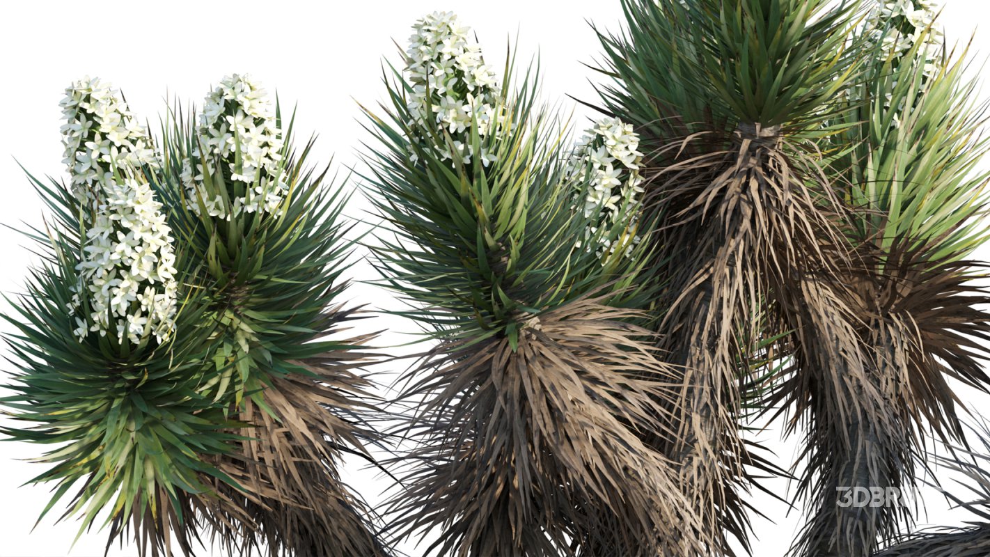 Collection 12 – Desert Garden Image 38