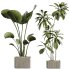 AV Indoor Plants Set 310 Olive and Banana Nicolai and Palm Kentia and Ficus Fig - Thumbnail 2