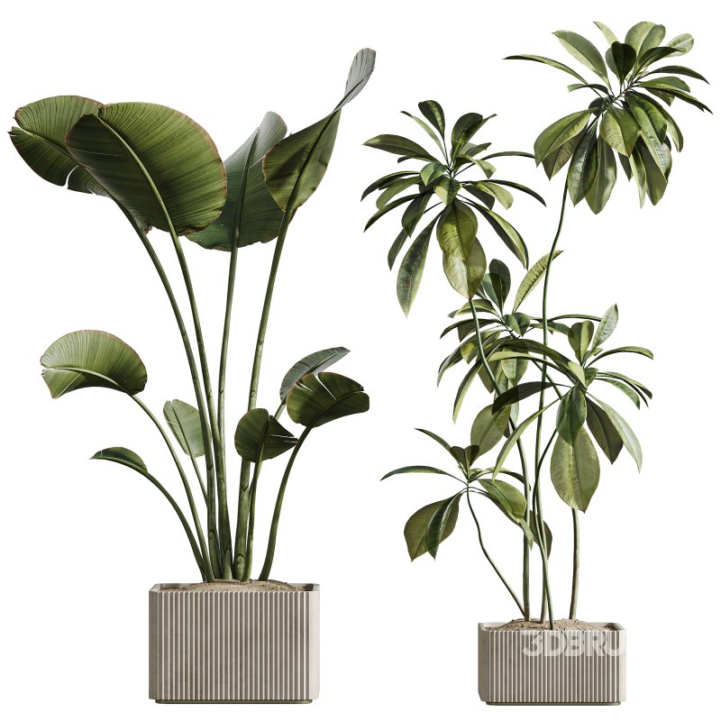 AV Indoor Plants Set 310 Olive and Banana Nicolai and Palm Kentia and Ficus Fig Image 2