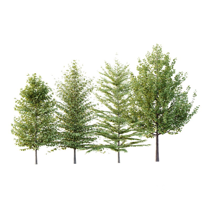 Different Trees 56 Image 2