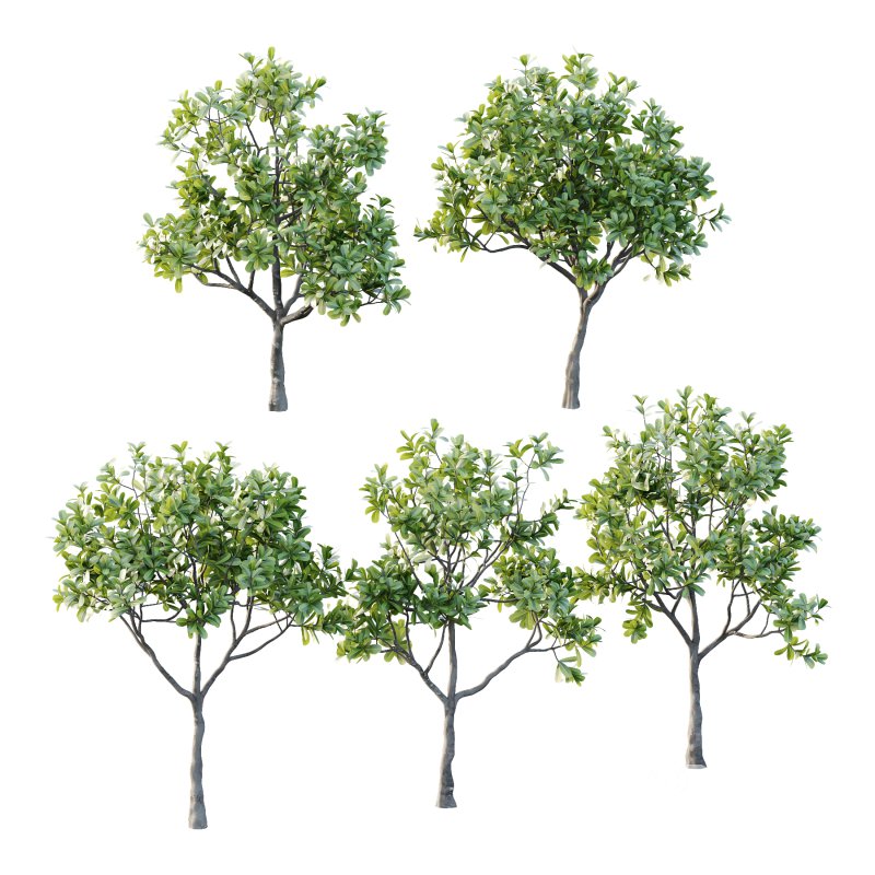 Plumeria Obtusa plant 01 Image 7