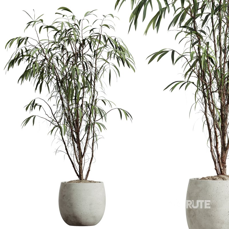 AV Indoor Plants Set 313 Licuala Palm and Olive Tree and Ficus Dracaena Marginata Image 1