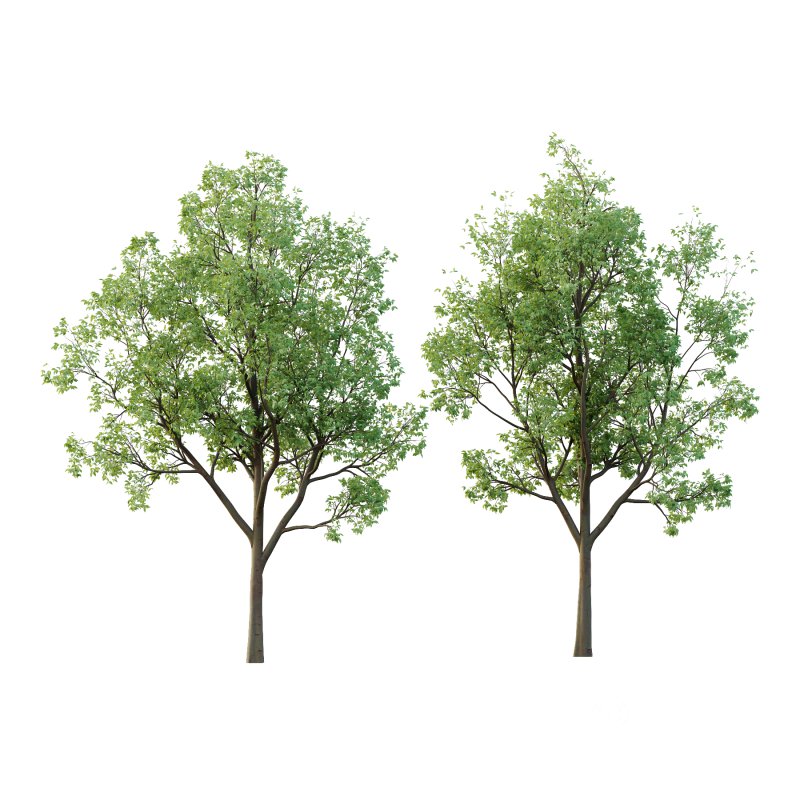 Celtis australis Tree 04 Image 1