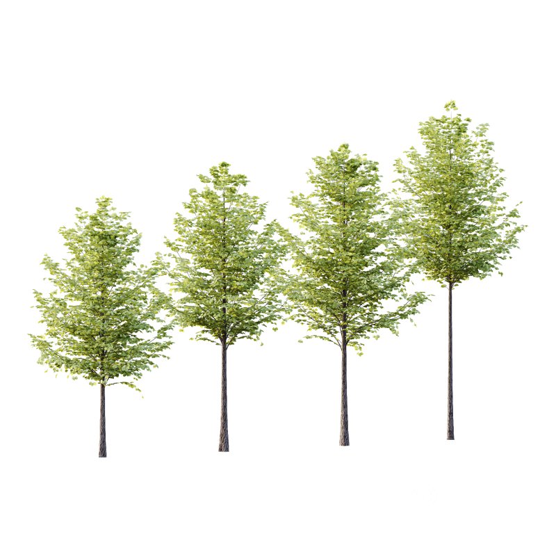 Tilia platyphyllos Tree 16 Image 1