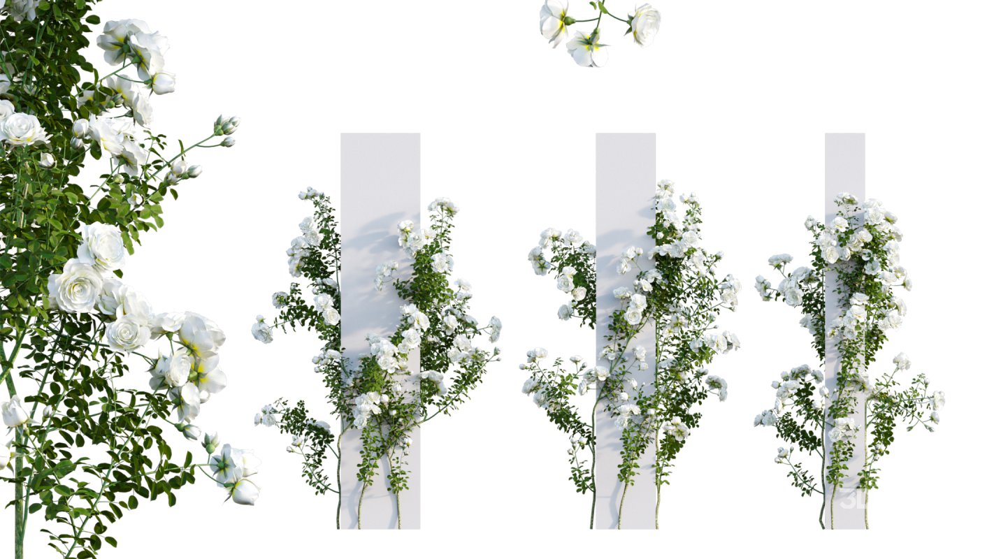 Collection 08 – Rose Garden Image 21