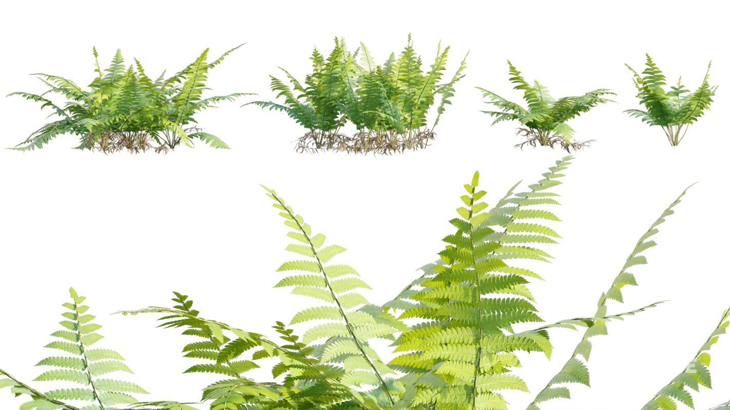 Collection 09 – Fern Garden Image 34