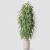 AV Indoor Plants Set 351 Dypsis Palm and Ficus Binnendijki and Ficus Cyathistipula and Elegant Monstera - Thumbnail 7