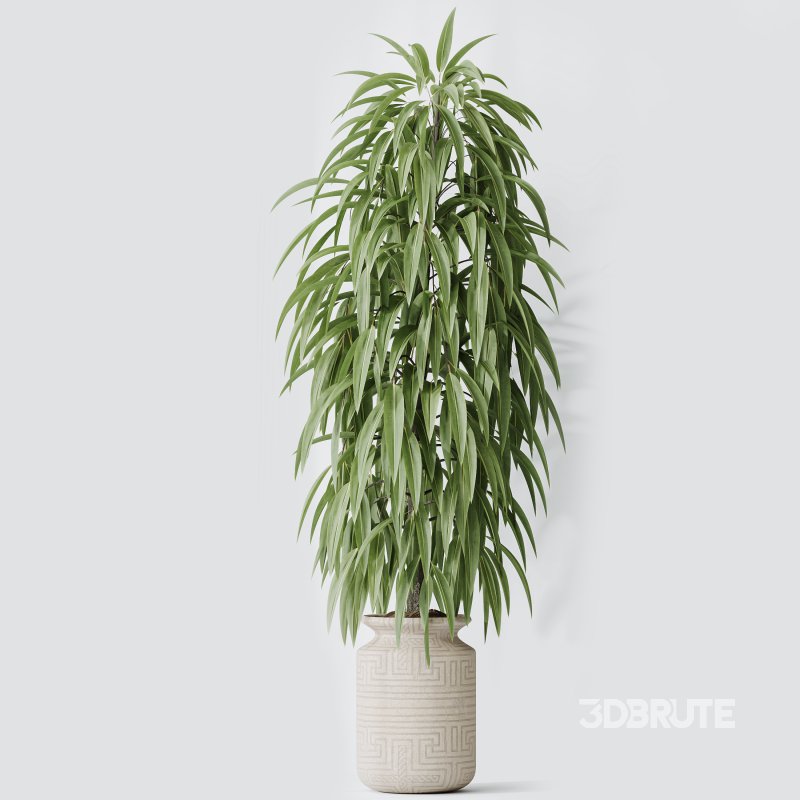AV Indoor Plants Set 351 Dypsis Palm and Ficus Binnendijki and Ficus Cyathistipula and Elegant Monstera Image 7