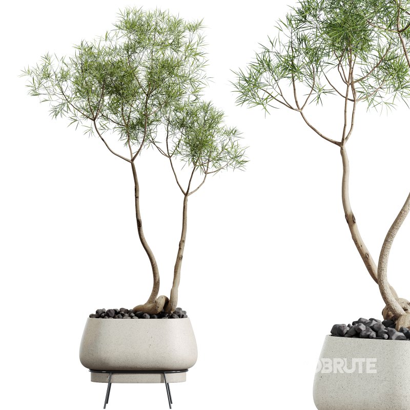 AV Indoor Plants Set 324 Japandi Decorative Minimalism Ficus Dracaena Marginata Image 1