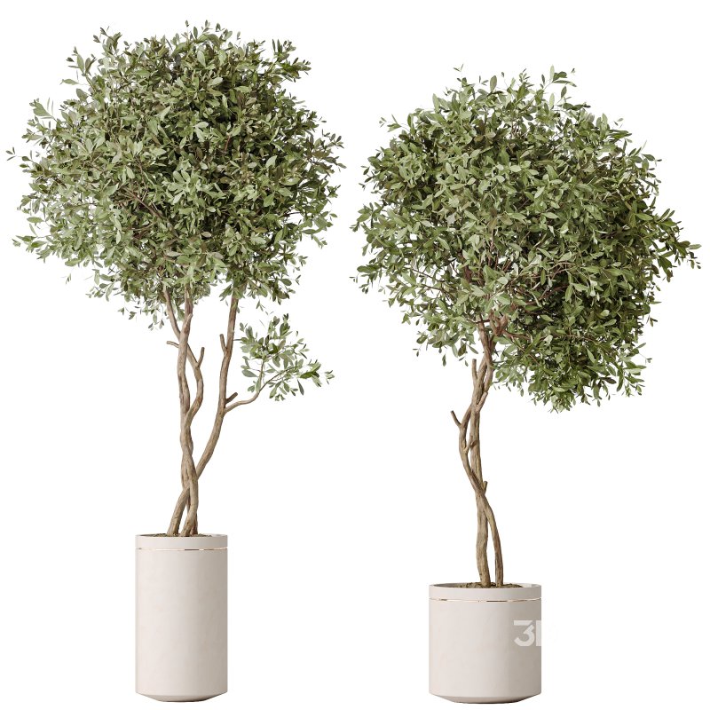 AV Indoor Plants Set 313 Licuala Palm and Olive Tree and Ficus Dracaena Marginata Image 4