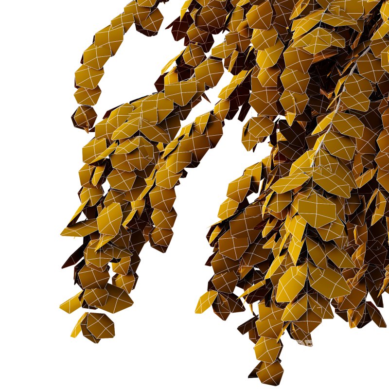 Tilia platyphyllos Tree 14 Image 4