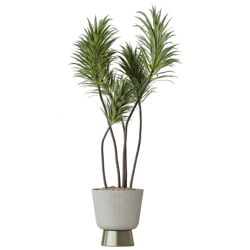 AV Indoor Plants Set 346 Alocasia Wentii and Olive Eucalyptus and Yucca Palm and Foliage Dollar Image 3