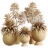 AV Indoor Plants Set 338 Yucca Elephantipes Rupicola and Euphorbia Drupifera Sunshine Agaveville - Thumbnail 4