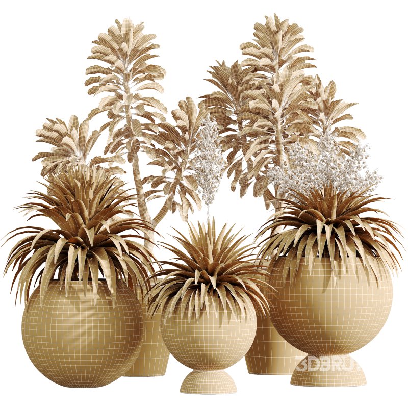AV Indoor Plants Set 338 Yucca Elephantipes Rupicola and Euphorbia Drupifera Sunshine Agaveville Image 4
