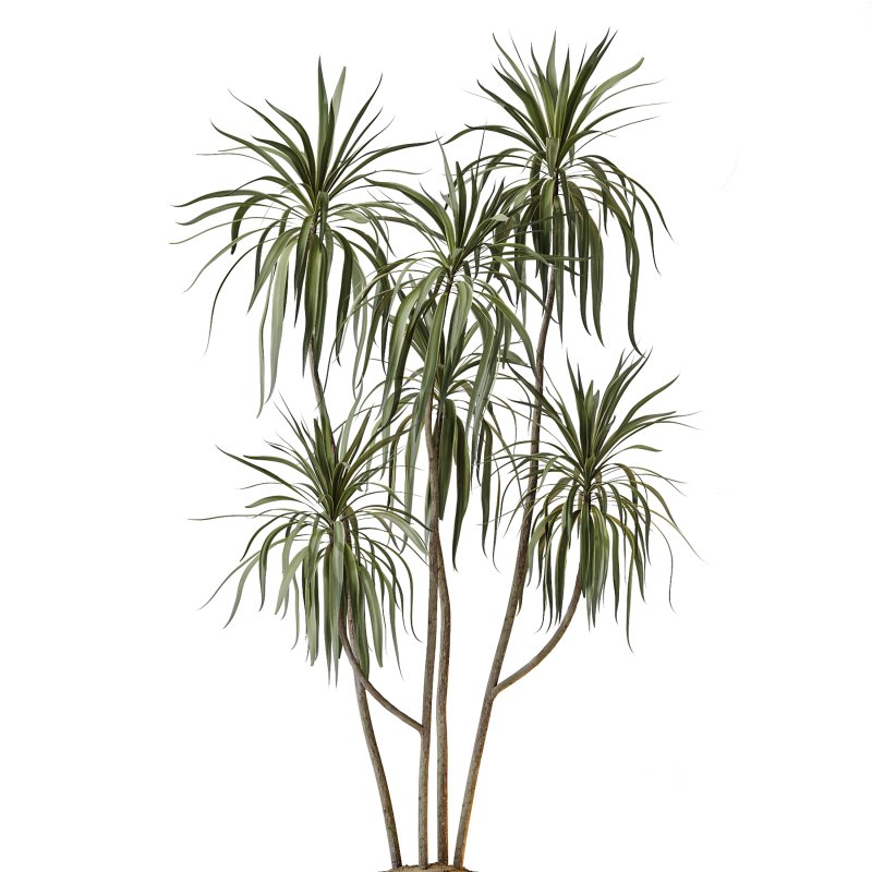 AV Indoor Plants Set 317 Arbequina Olive and Dracaena Lemon Dragon and Green Sansevieria Image 3