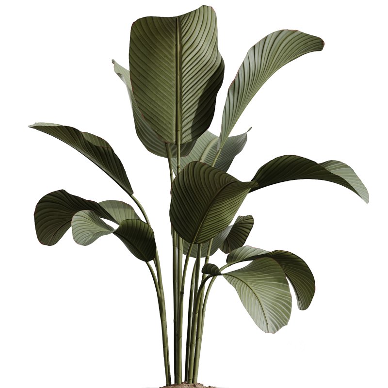 AV Indoor Plants Set 368 Olive Tree and Yucca Aloifolia Rostrata Palm and Calathea Lutea Image 3
