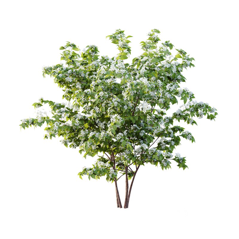 Philadelphia Bush 03 Image 2