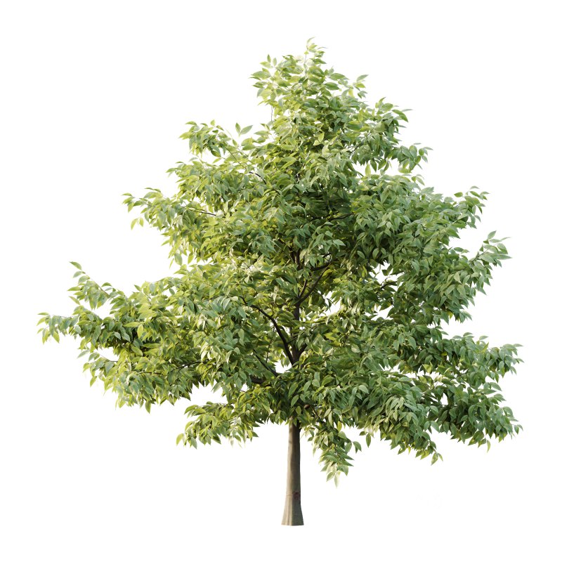 Celtis australis Tree 10 Image 6