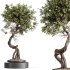 AV Indoor Plants Set 316 Retusa Microcarpa Bonsai Ginseng and Pinus Pentaphylla Bonsai - Thumbnail 5