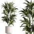 AV Indoor Plants Set 311 Olivo Olea Tree and Aspidistra Elatior Cast iron and Warneckii Lemon Lime - Thumbnail 3