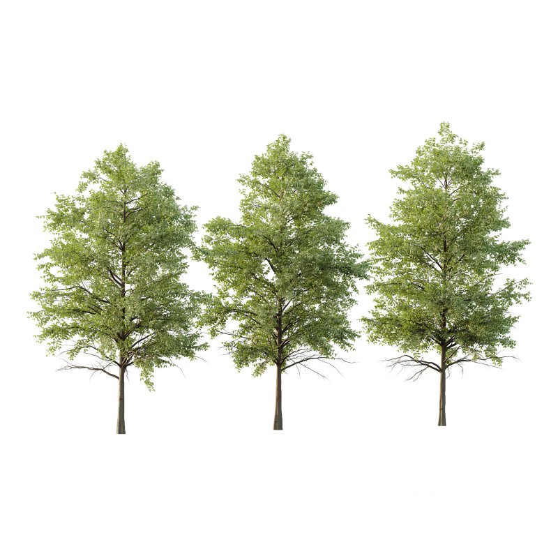 Celtis australis Tree 09 Image 1