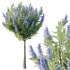 Echium candicans Pride of Madeira Bush 06 - Thumbnail 3