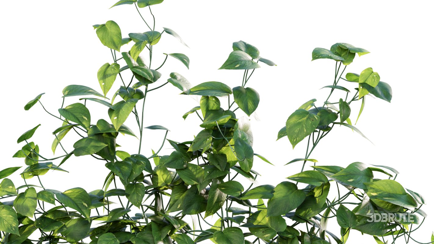 Collection 07 – Central America Garden Image 8