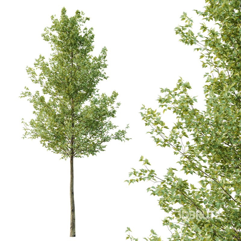 Sycamore Platanus Tree 05 Image 3