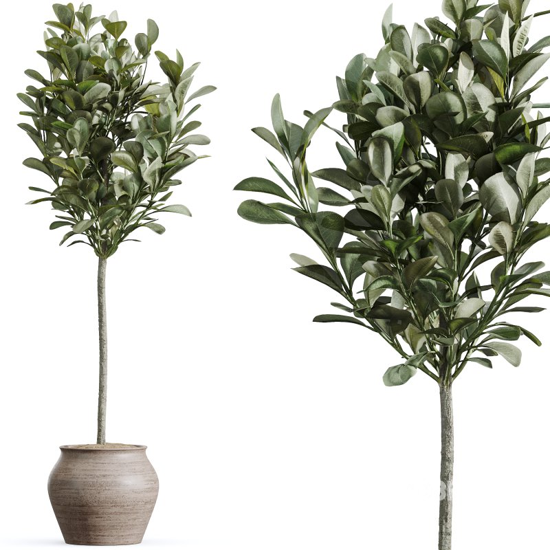 AV Indoor Plants Set 366 Briful Pachira and Areca Palm and Ficus microcarpa and Bird Of Paradise Image 4