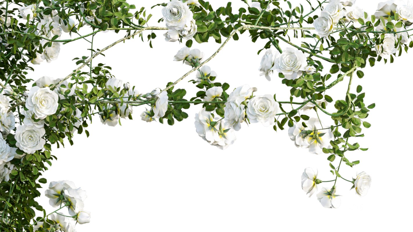 Collection 08 – Rose Garden Image 22